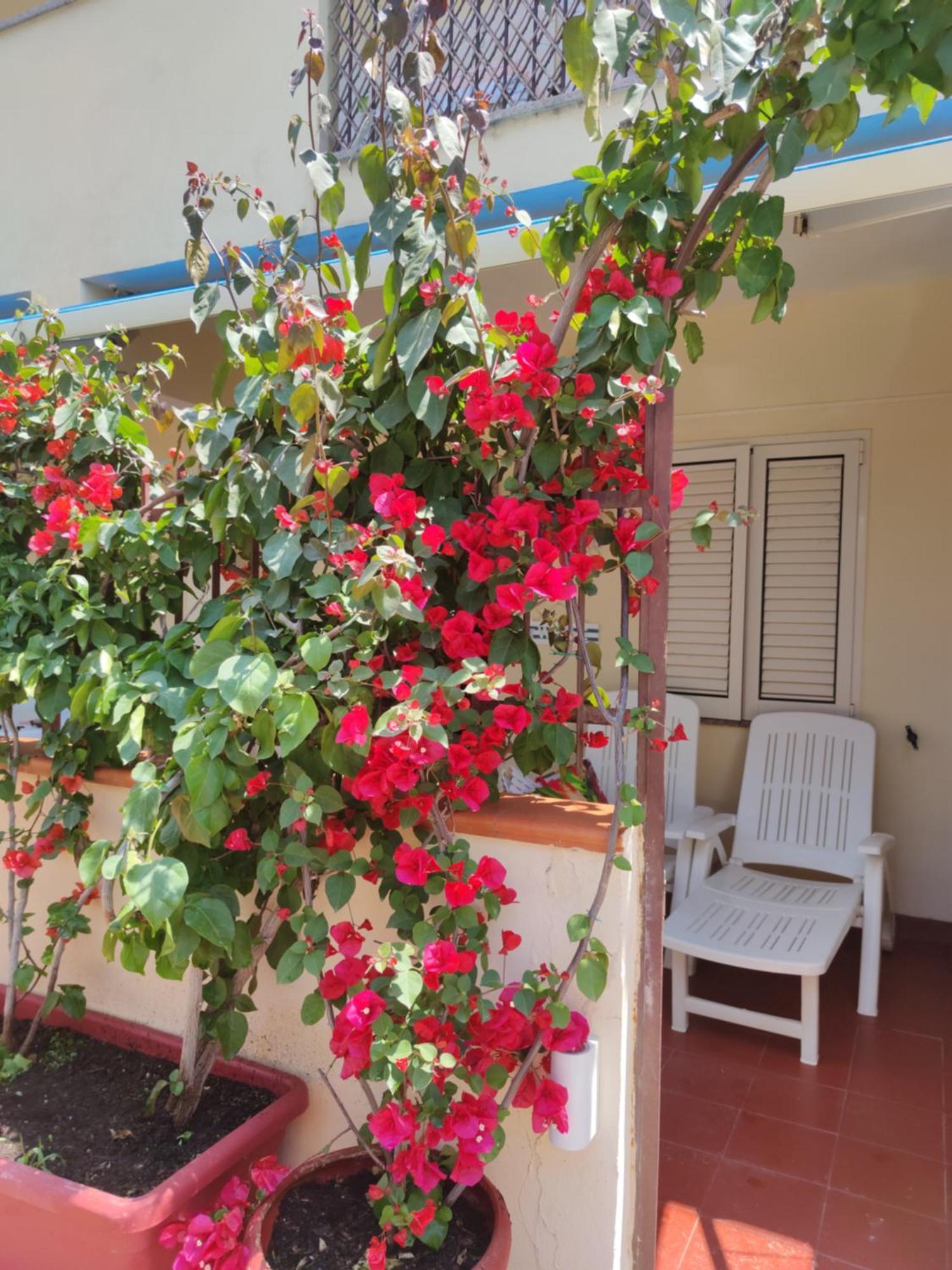 My Little House - Appartamento Con Patio E Parcheggio Privato A 5 Minuti Dalla Spiaggia E Dal Centro Tropea Zewnętrze zdjęcie